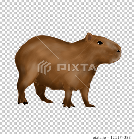 カピバラのイラスト 121174388