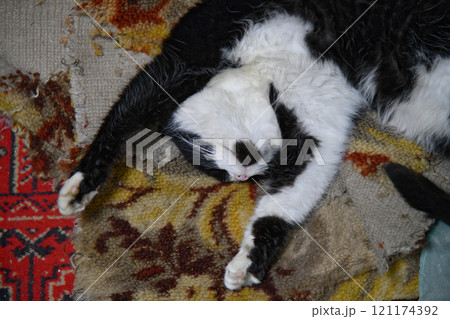 Pale domestic cat on the bed with a zigzag sheet. Pet in Scandinavian-style bedroom. Pets-friendly hotel or home. Adoption and welfare concept. Kitty heating indoors. A sunny winter day at home. Pale domestic cat on the bed with a zigzag sheet. Pet in Scandinavian-style bedroom. Pets-friendly hotel or home. Adoption and welfare concept. Kitty heating indoors. A sunny winter day at home. 121174392