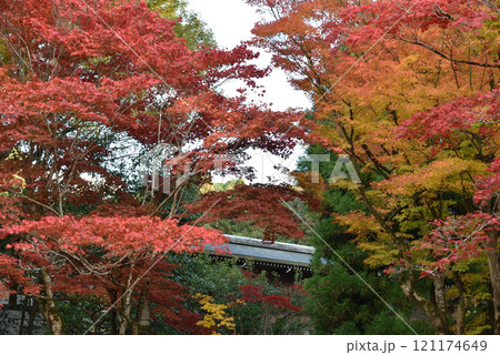 秋の泉涌寺　色づく御座所庭園(京都市東山区) 121174649