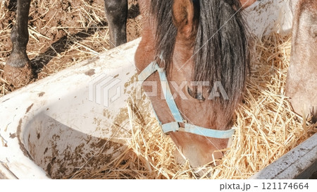 Horse eating hay in a bathtub shaped manger in a farm Horse eating hay in a bathtub shaped manger in a farm 121174664