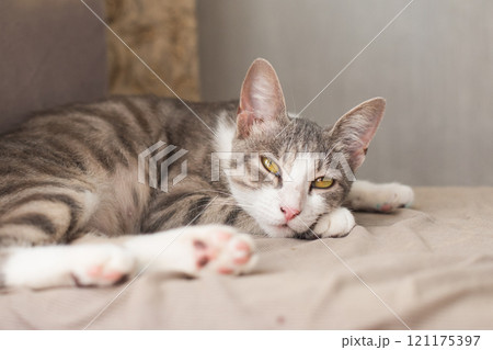Cute tabby cat resting at home 121175397