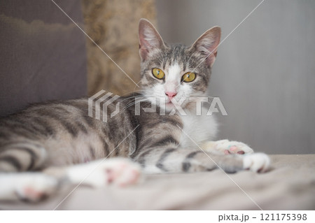 Cute pet cat relaxing at home 121175398