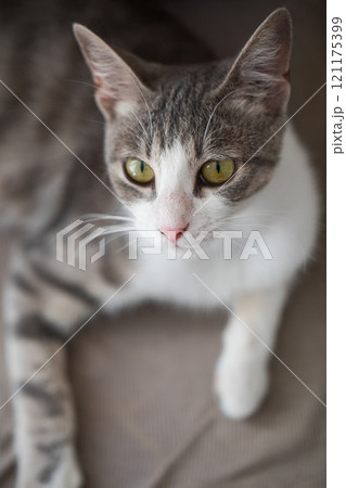 Adorable domestic pet. Tabby cat at home 121175399
