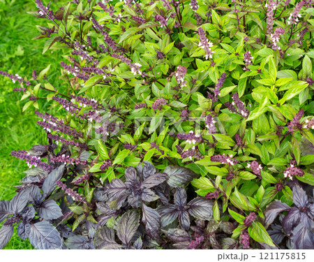 Basil plant blooming in the garden Basil plant blooming in the garden 121175815