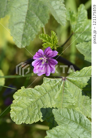 Common mallow 121175859