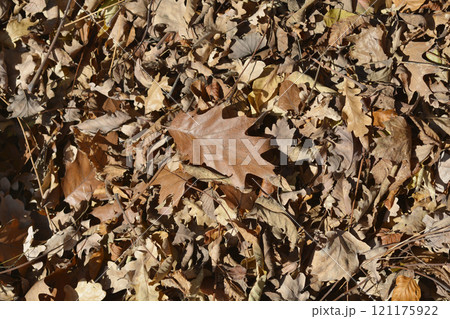 Autumn leaves Autumn leaves 121175922