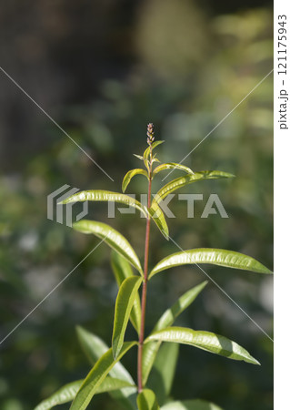 Lemon verbena 121175943