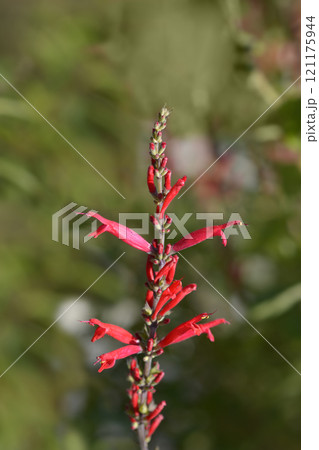 Pineapple sage Ananas 121175944