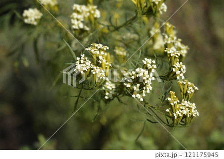 Southern Cone Marigold 121175945