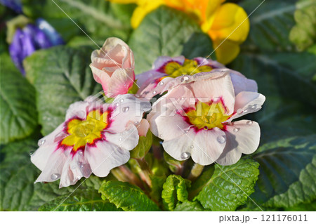 Common primrose 121176011