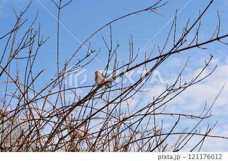 Sparrow Sparrow 121176012