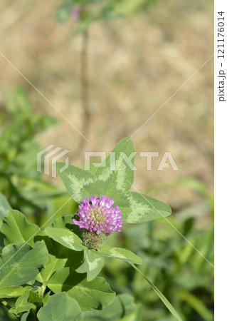 Red clover 121176014