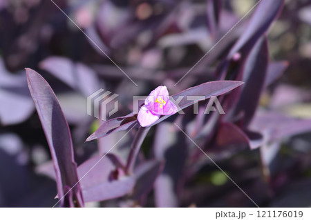 Purple heart 121176019