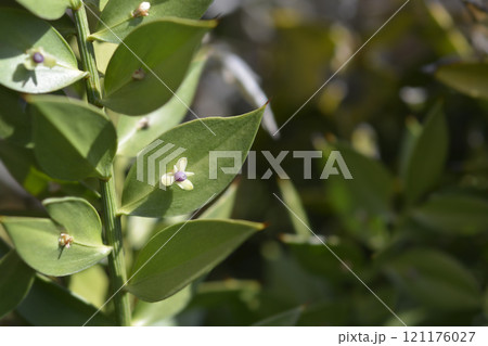 Spiny butchers broom Spiny butchers broom 121176027