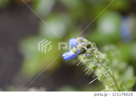 Mertensia Mertensia 121176028