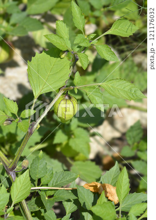 Tomatillo Tomatillo 121176032