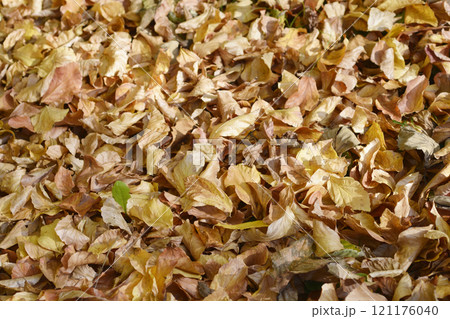 Autumn leaves Autumn leaves 121176040