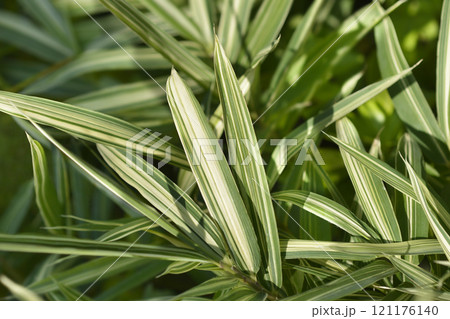 Dwarf white-striped Bamboo Dwarf white-striped Bamboo 121176140
