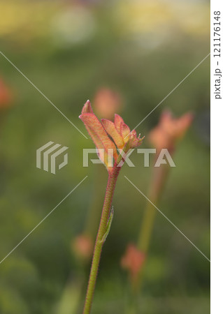 Kangaroo Paw Beauty Orange 121176148