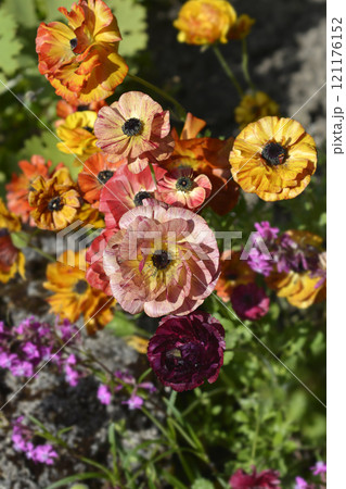 Persian Buttercup 121176152