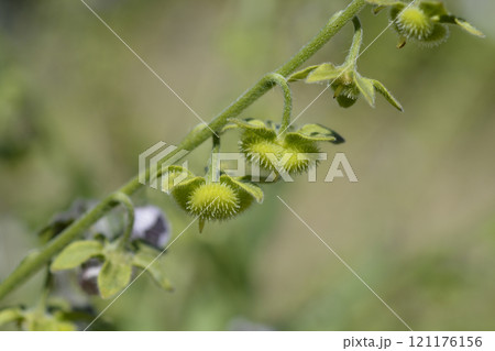 Cretan Blue hounds tongue 121176156