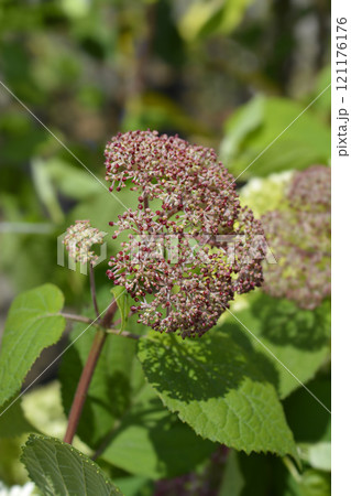 Smooth hydrangea Pink Annabelle Smooth hydrangea Pink Annabelle 121176176