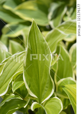 Hosta So Sweet 121176177
