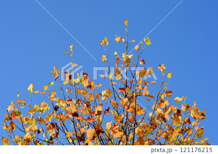 Tulip tree 121176215
