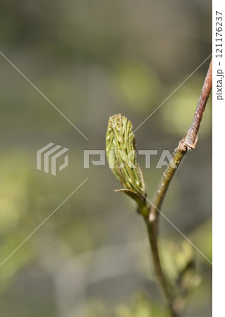 Persian ironwood 121176237