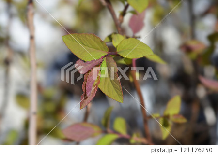 Japanese spirea Double Play Blue Kazoo Japanese spirea Double Play Blue Kazoo 121176250
