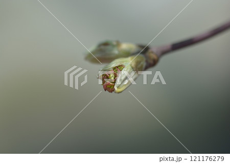 Full moon maple 121176279