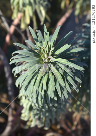 Wulfens spurge 121176292