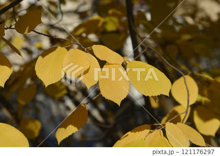 Chinese winter hazel 121176297