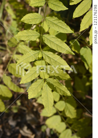 American wisteria 121176298