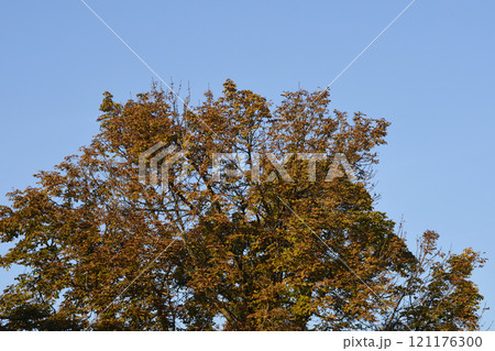 Common horse chestnut 121176300