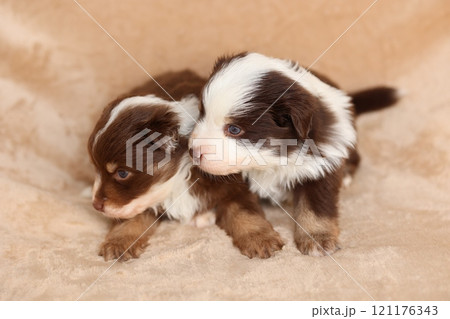 Two puppies are sitting on a blanket, one of which is brown and white 121176343