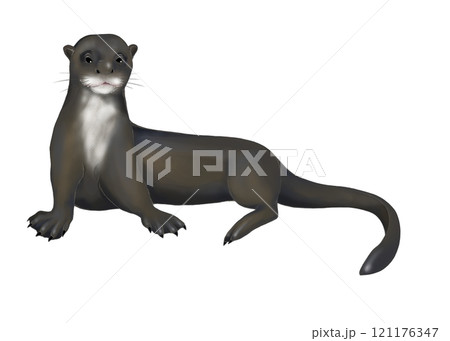 座るオオカワウソのイラスト 121176347