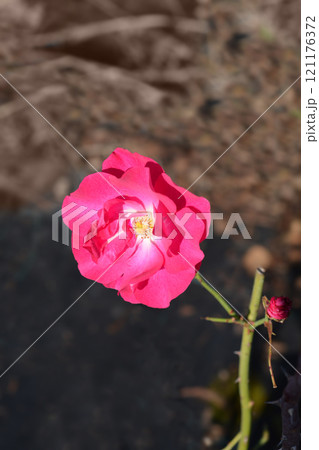 Rose Pink Tom Rose Pink Tom 121176372