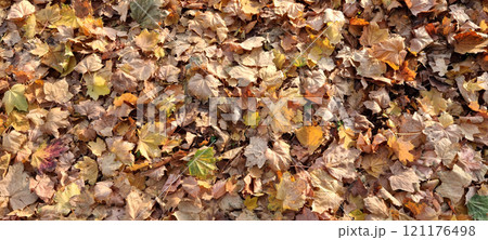 Autumn leaves Autumn leaves 121176498