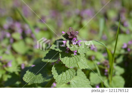 Red dead-nettle 121176512