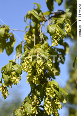 Oriental hornbeam 121176528