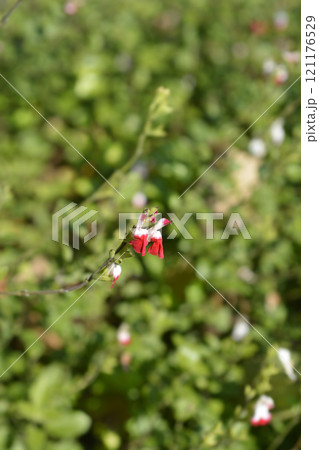 Baby sage Hot Lips 121176529