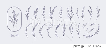Hand drawn lavender. Elegant botanical sketches of lavender sprigs, stems, and blossoms. Minimalist floral decorative flower branches vector illustration set 121176575