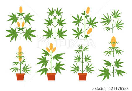 Cartoon cannabis plants. Potted marijuana plant with leaves and buds. Branches of indica and sativa. Cannabis cultivation botanical isolated vector illustrations set 121176588