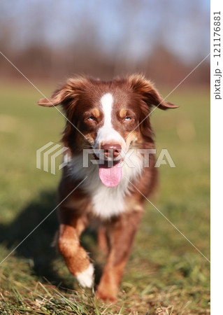 Miniature Australian Shepherd dog in red-tri color is running in a field Miniature Australian Shepherd dog in red-tri color is running in a field 121176881
