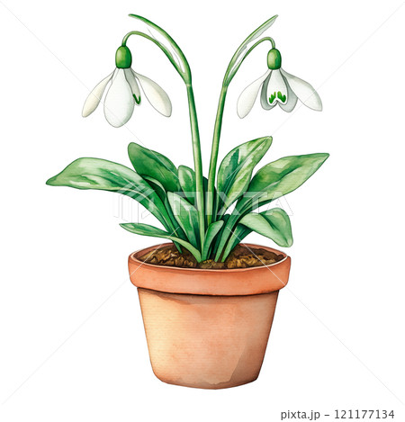 A delicate watercolor illustration of blooming snowdrop flowers in a clay pot. Perfect for spring-themed projects, botanical designs, nature art, and floral home decor ideas. 121177134