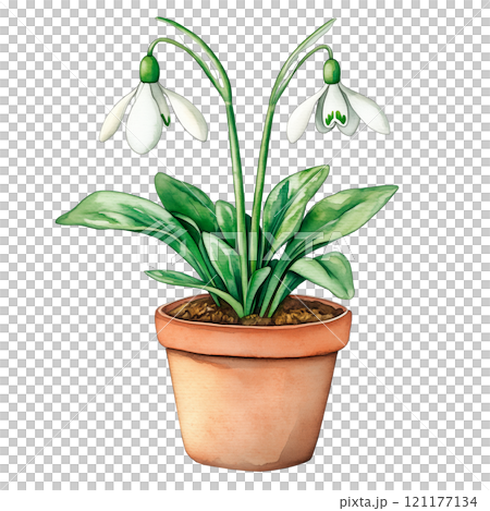 A delicate watercolor illustration of blooming snowdrop flowers in a clay pot. Perfect for spring-themed projects, botanical designs, nature art, and floral home decor ideas. 121177134