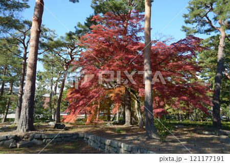 相国寺　境内の紅葉　京都市上京区 121177191
