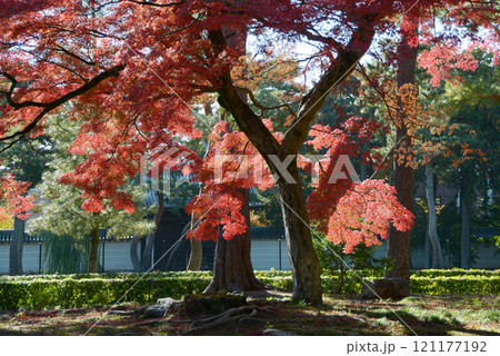 相国寺　境内の紅葉　京都市上京区 121177192