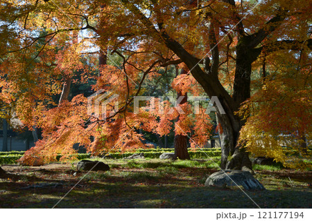 相国寺 境内の紅葉 京都市上京区 相国寺 境内の紅葉 京都市上京区 121177194